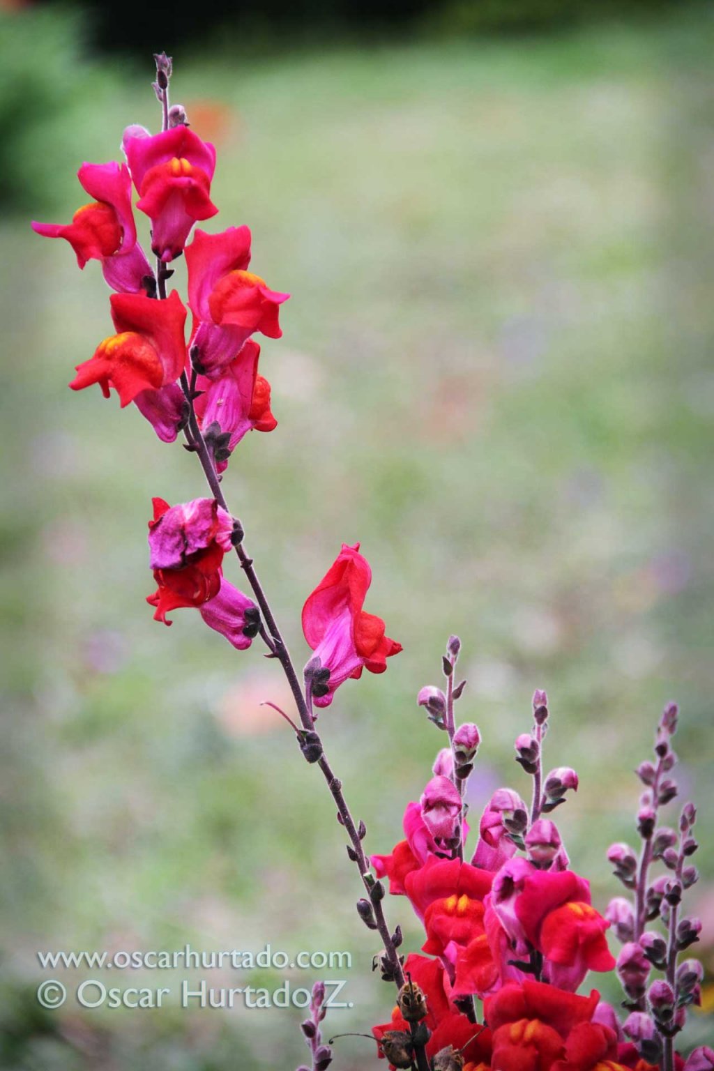 Detail view of some beautiful exotic flowers found in a garden