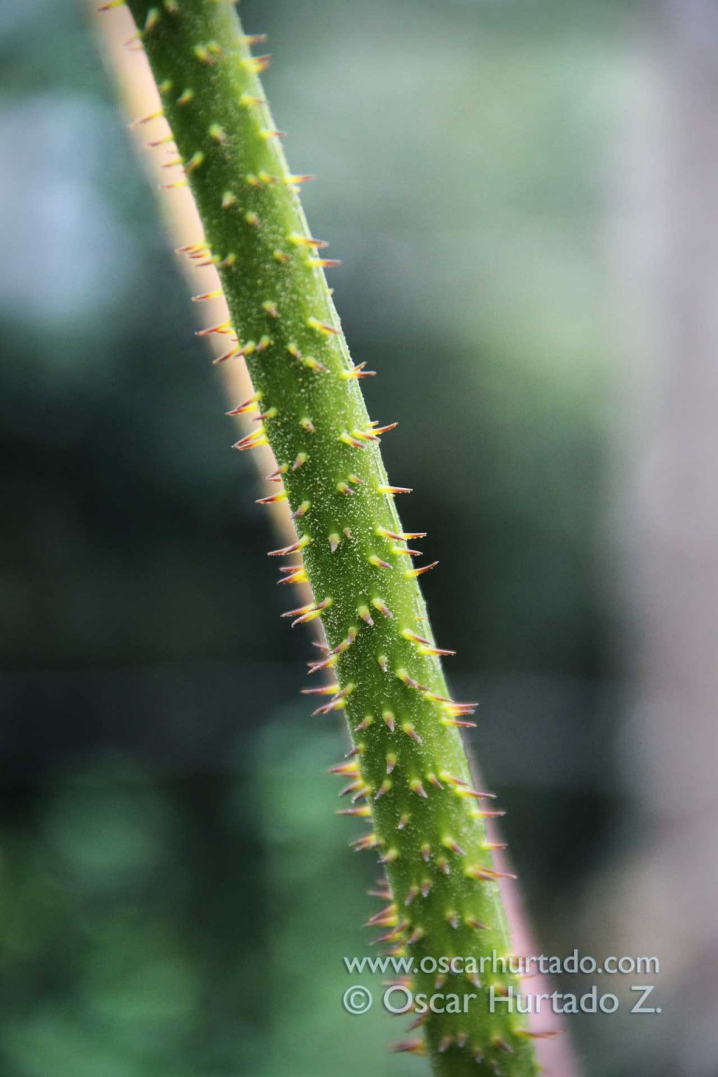 Macro shot of a spiked stem found in the wild