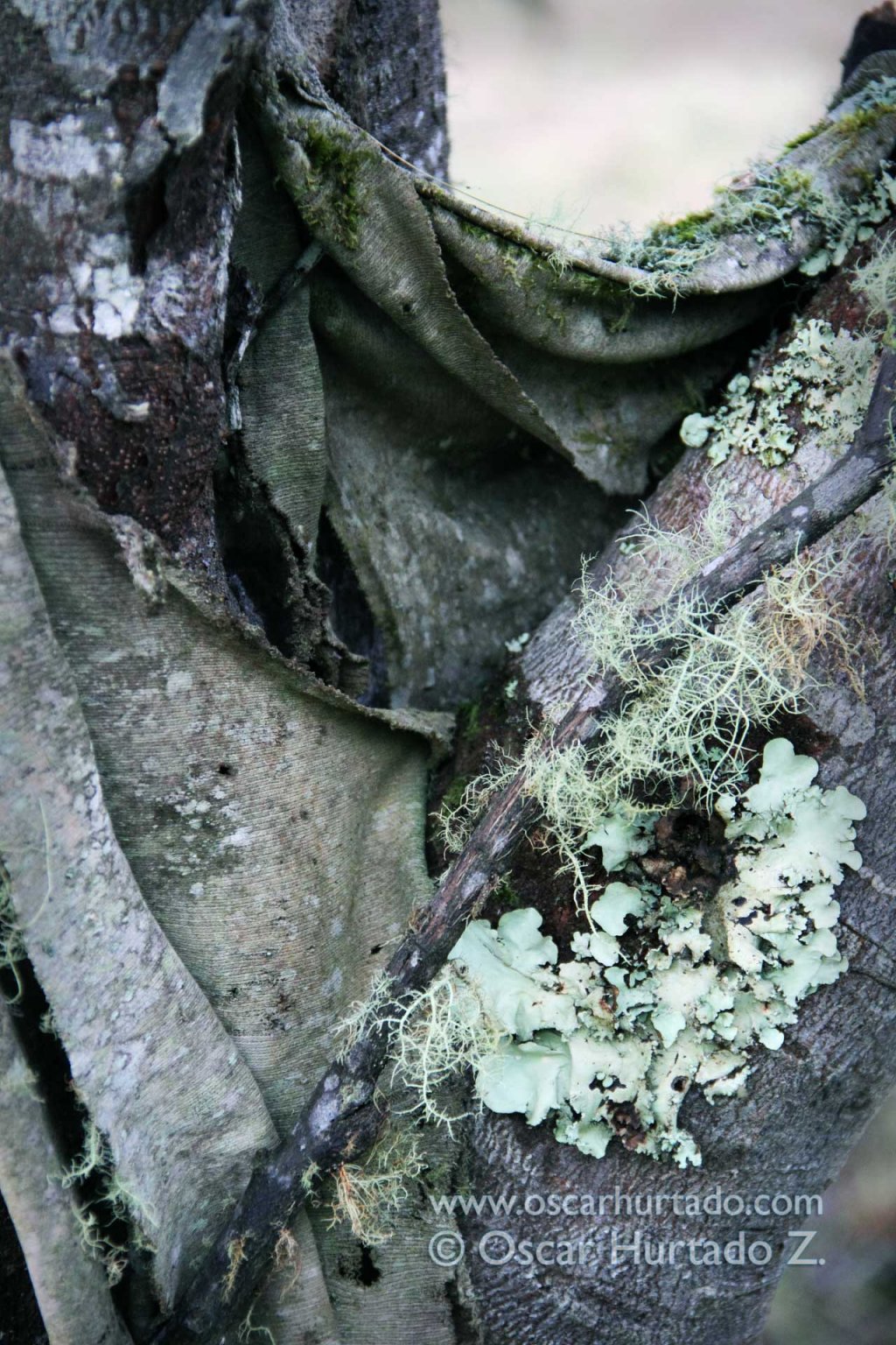 Wild Tissues - Color photograph (2013)