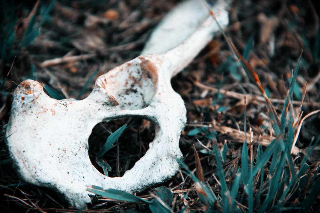 Bone in the Wild - Color photograph (2013)