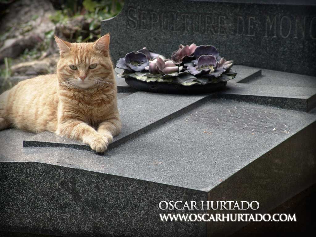 A cat posing for the camera over one of the many graves of this famous cemetery