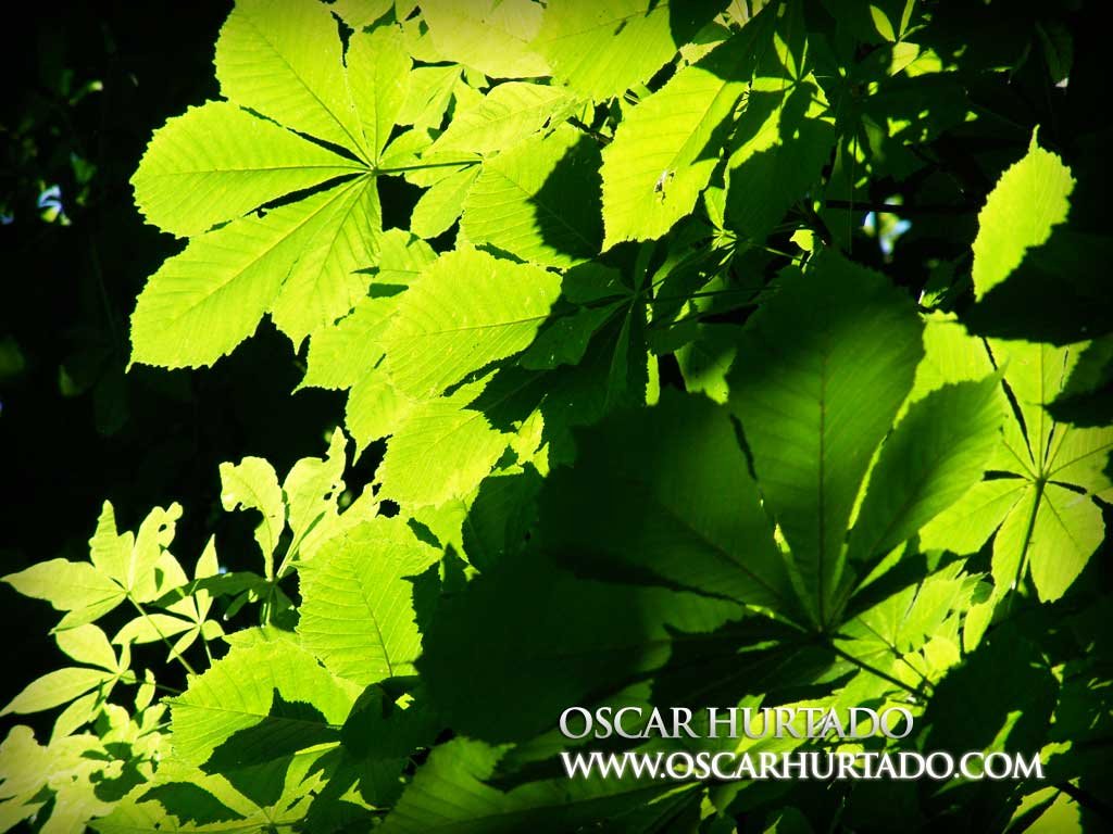 Large bright green leaves being illuminated by the beautiful summer sun during one afternoon in Paris