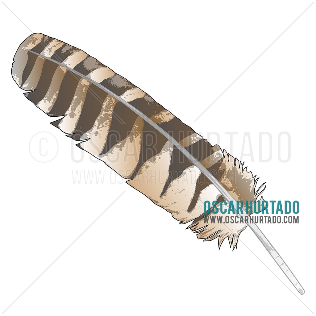 Digital drawing of a hawk feather with beautiful pattern