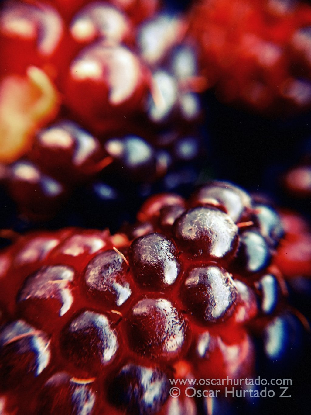 Macro shot of blackberries from the garden
