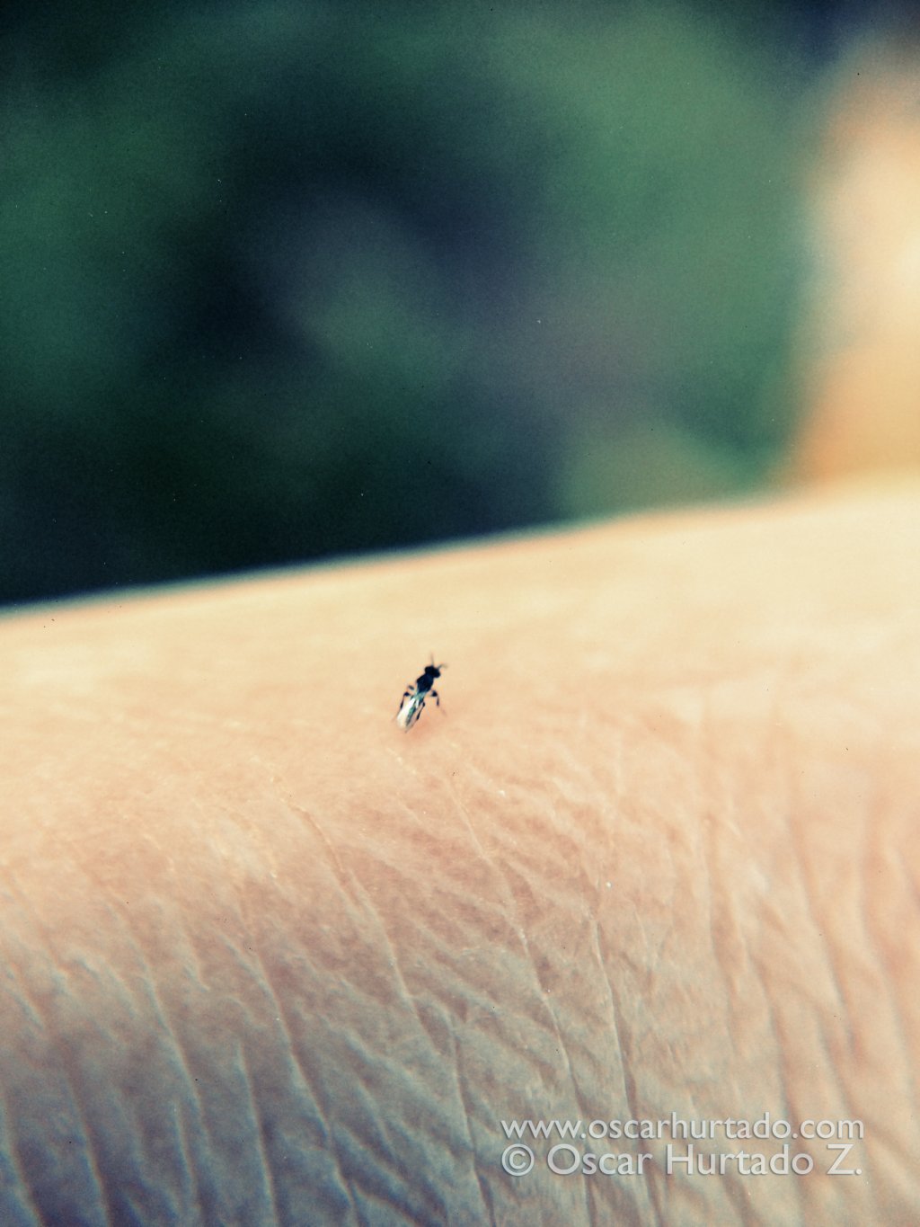 The Visitor - Macro color photograph (2014)