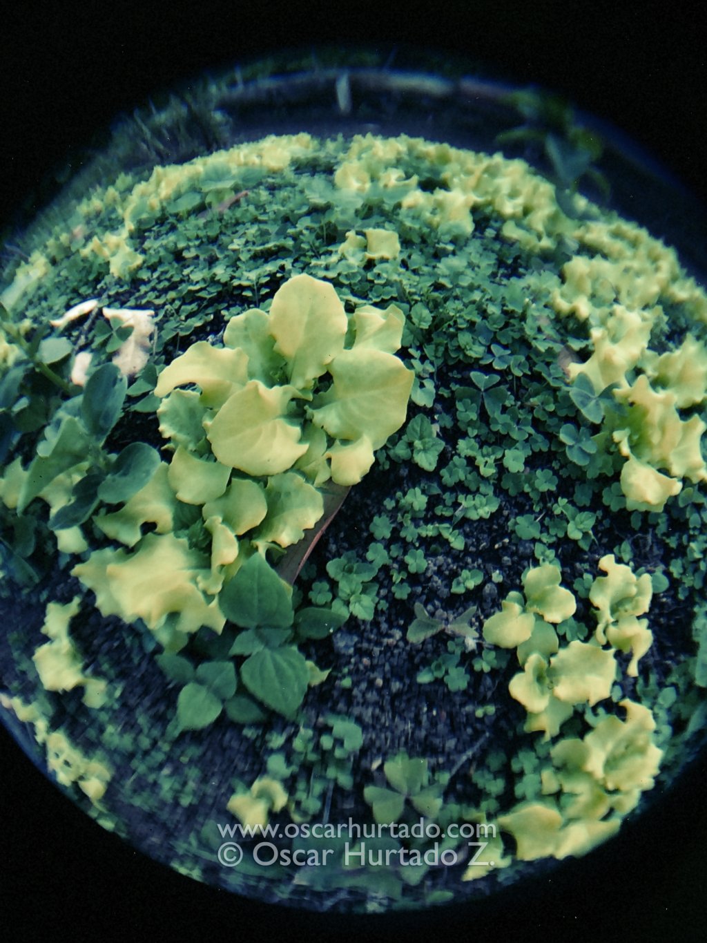 Fish-eye view of the lettuce growing in the garden