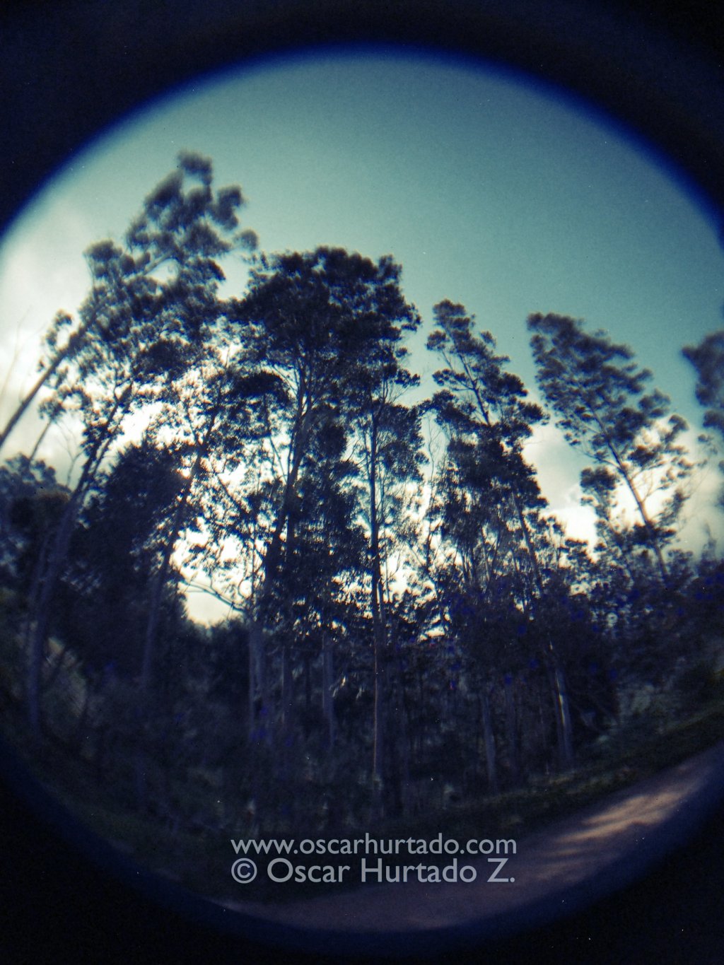 Eucalyptus Giants - Fish-eye color photograph (2014)