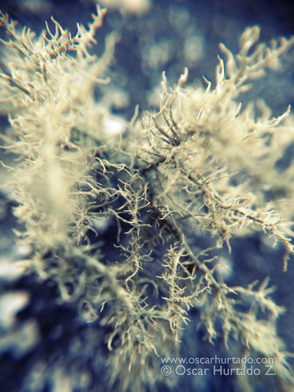 Mossy Universe - Macro color photograph (2014)