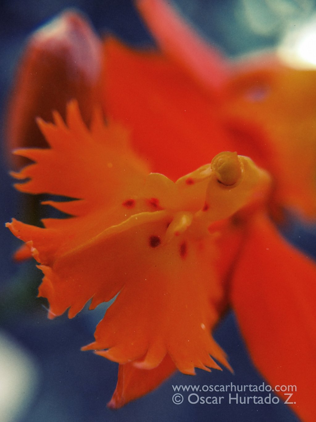 Exotic Orange Naturae - Macro color photograph (2014)