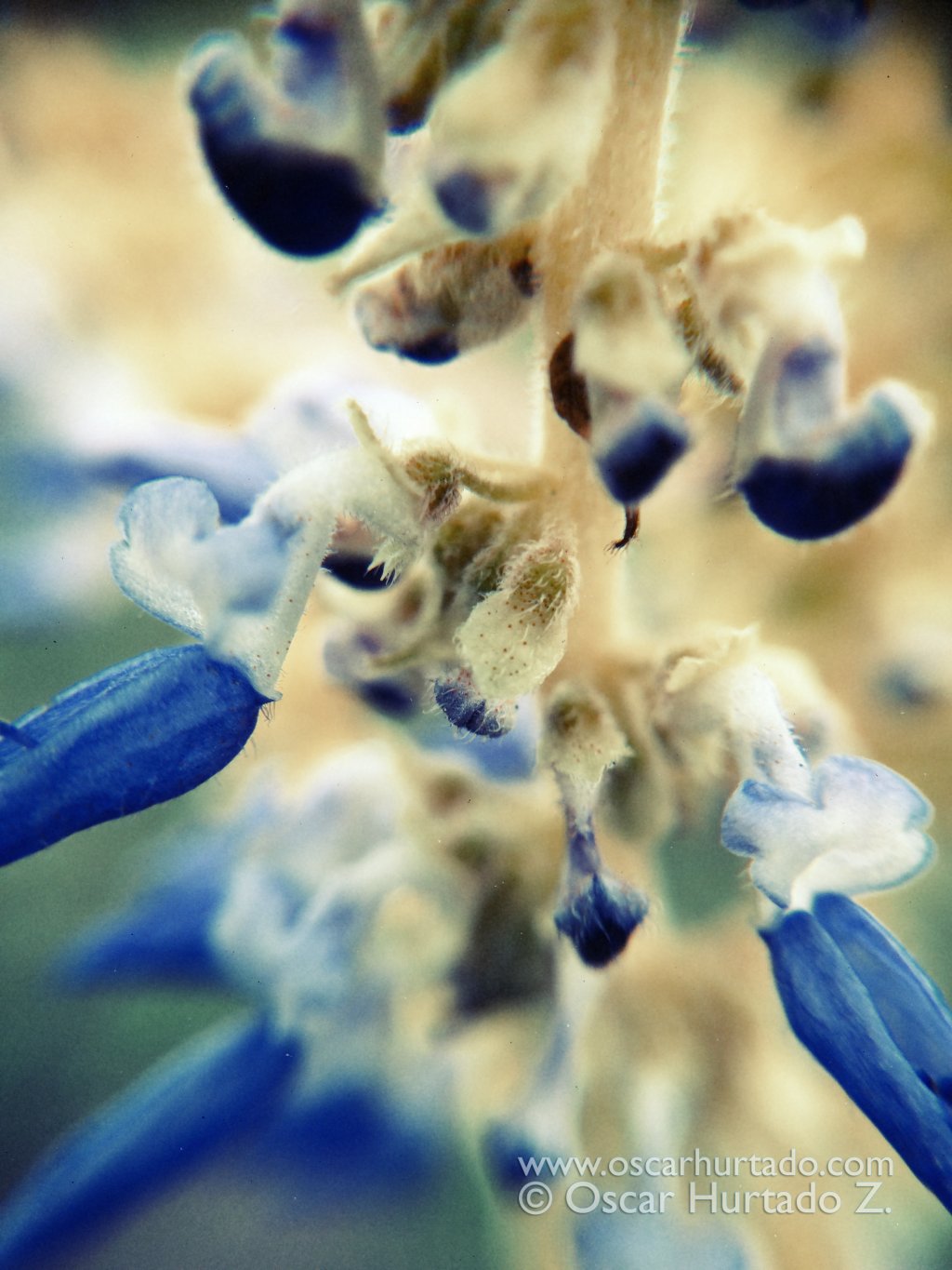 Macro Blue Tinted Beauty - Macro color photograph (2014)