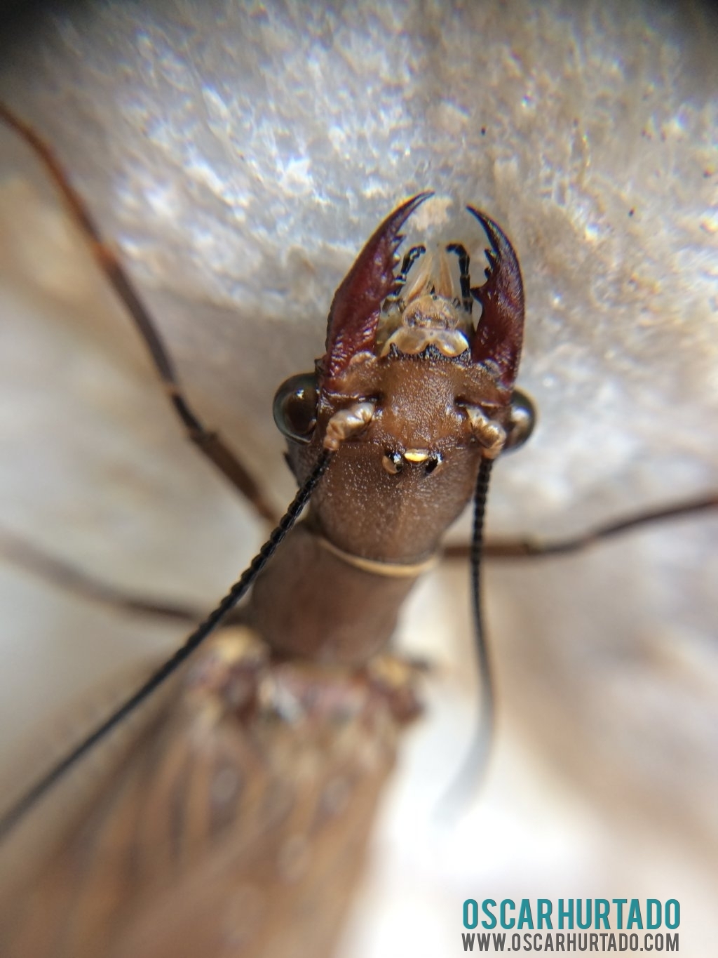 Detailed view of head and eyes of a bizarre tropical insect