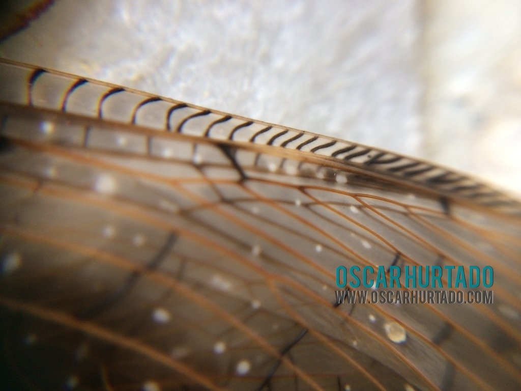 Detailed view of the wing border of a bizarre tropical insect