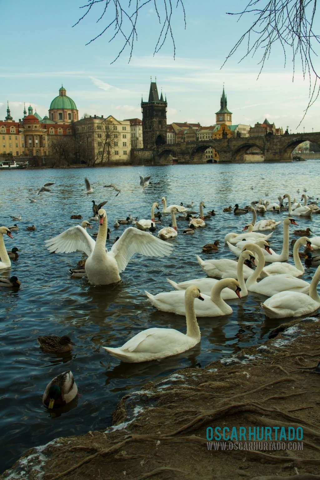 The beautiful swans and ducks found in the shores of the Vltava river in Prague