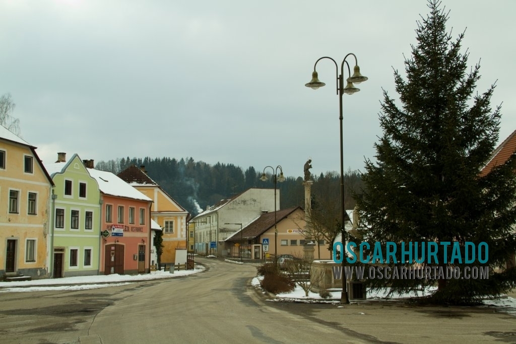 Tall pine tree decorating a square in the town of Rožmberk