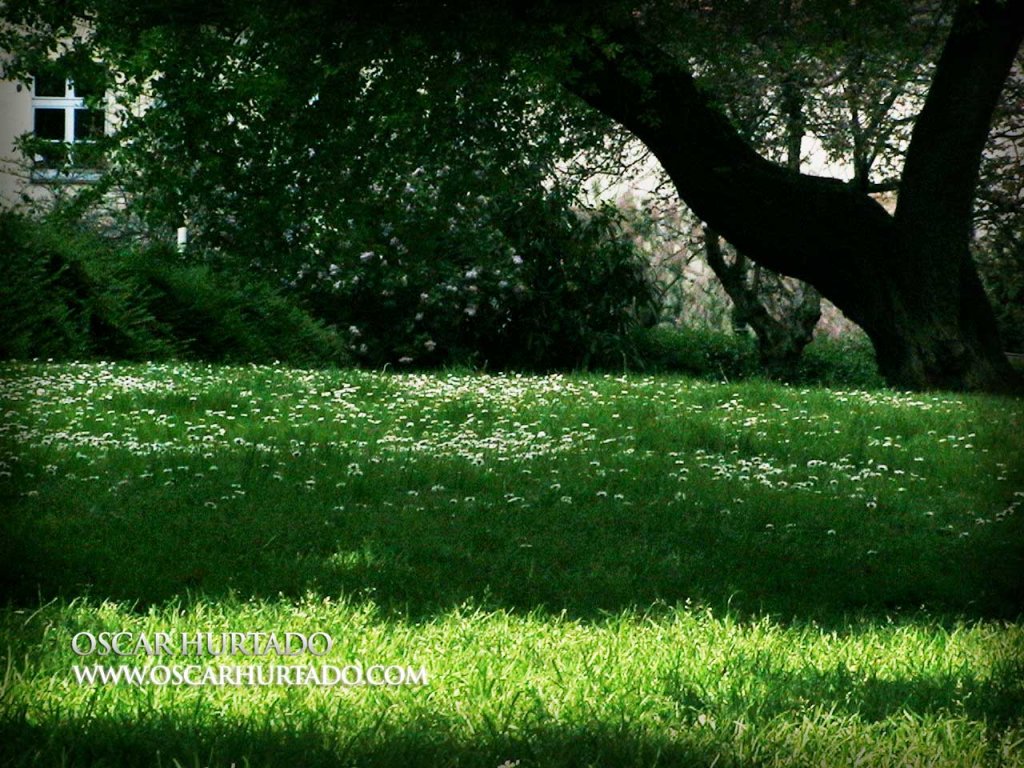 Spring Garden - Color photograph (2008)