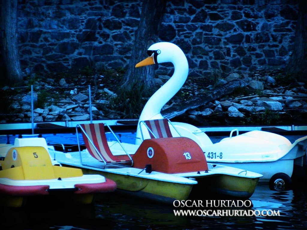 Majestic Swan - Color photograph (2008)