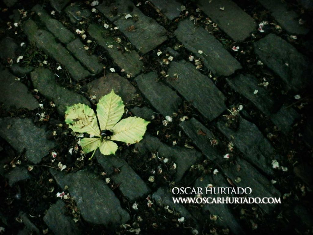 Leaf Away - Color photograph (2008)