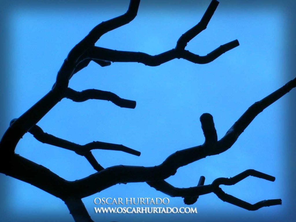 Branches of Copper - Color photograph (2008)