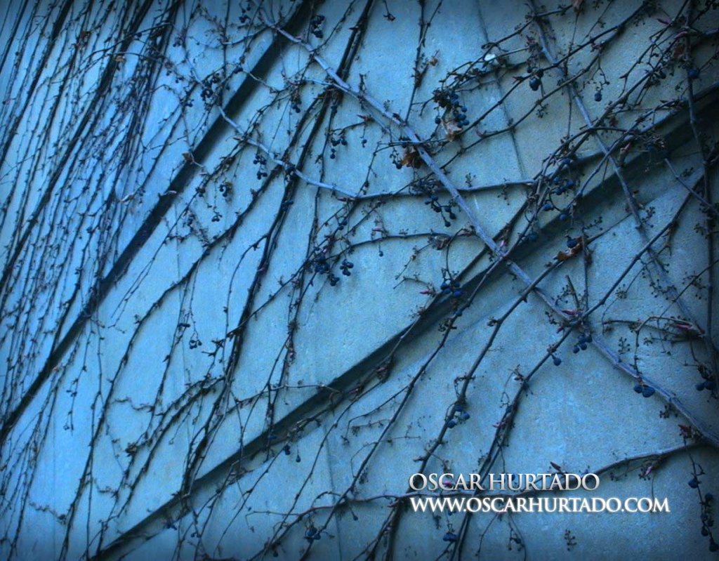 Walls of Vegetation - Color photograph (2008)