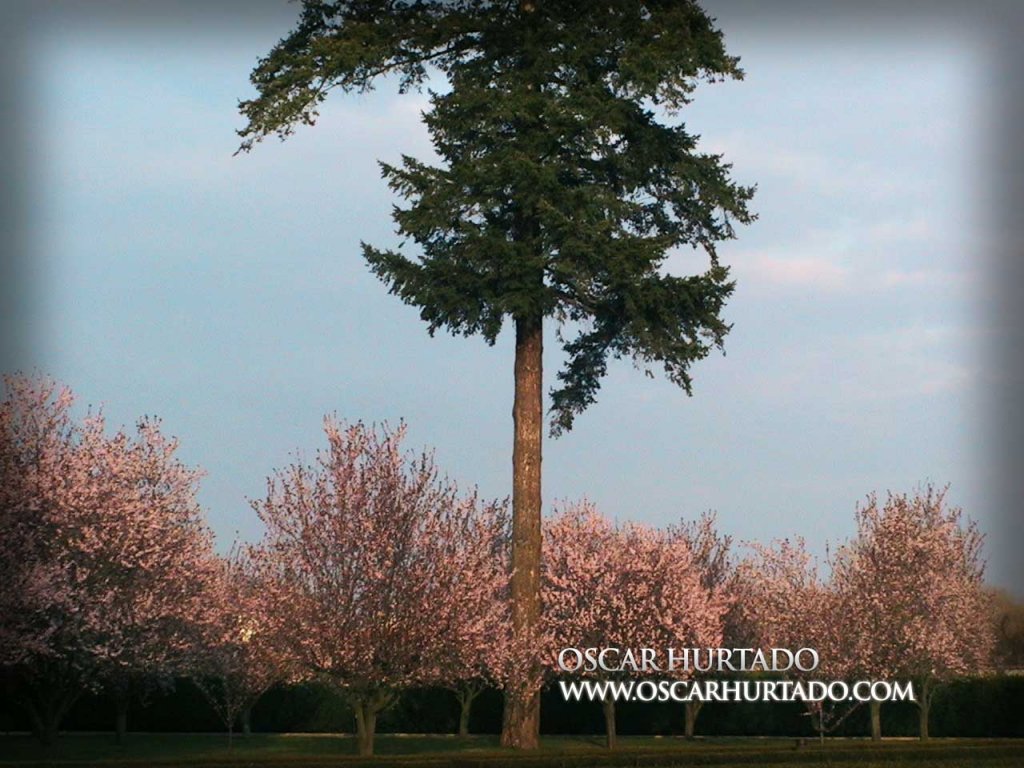 Tall tree found contrasting against cherry trees from the beautiful gardens surrounding the Zámek Troja Palace