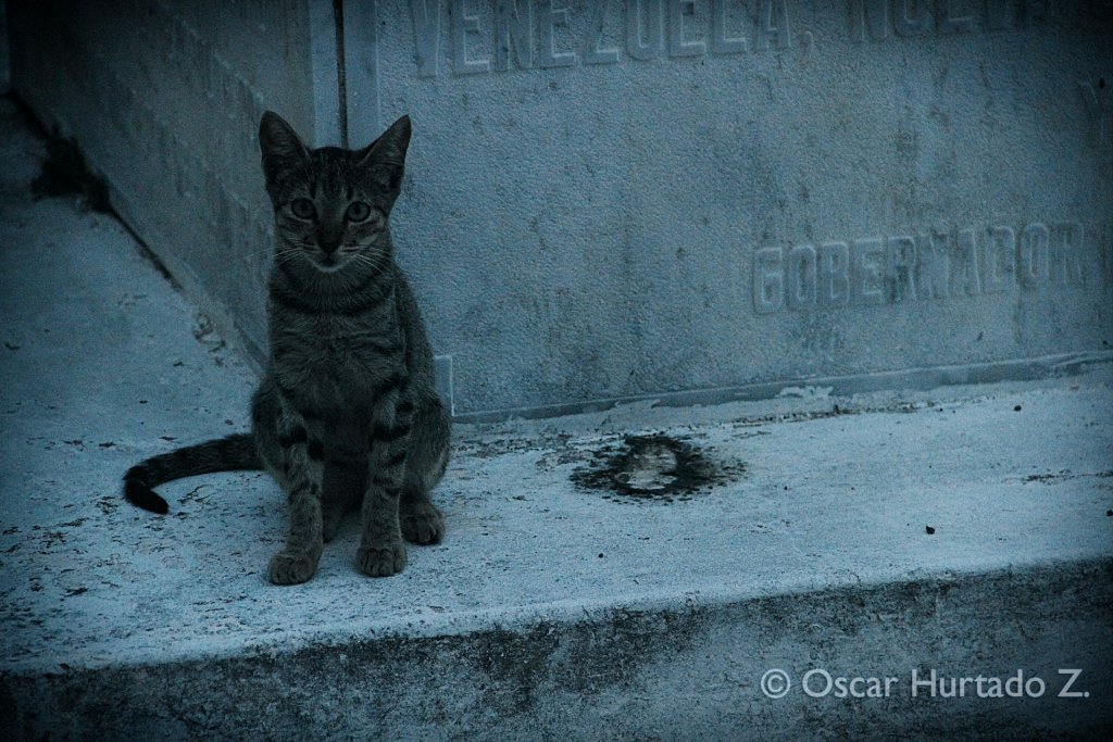 A beautiful street cat resting over one of the graves found in the historical cemetery of Mompox