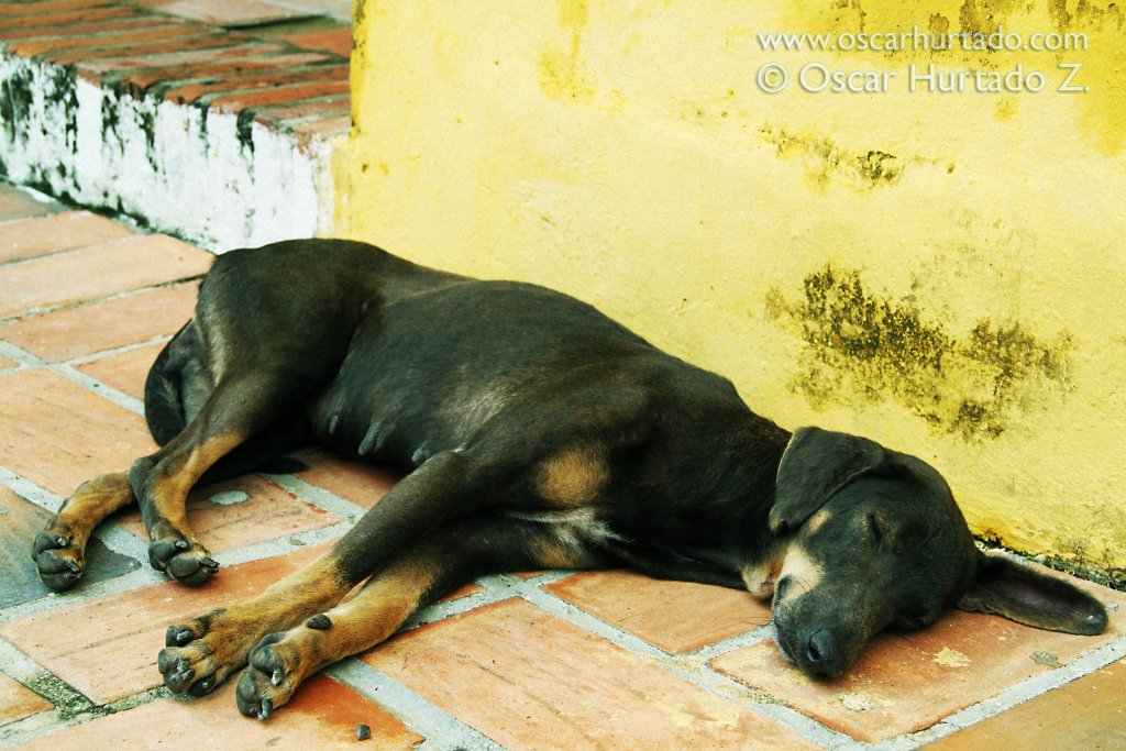 A street dog takes a peaceful nap outside a building in the center of Mompox