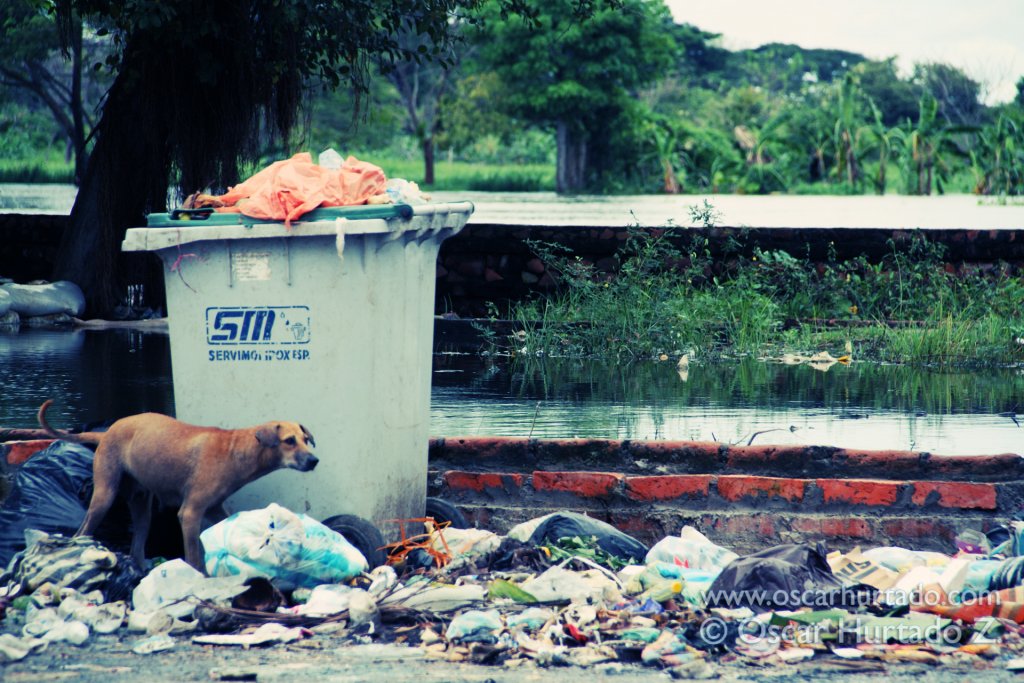 A street dog searches a large amount of trash dumped on the bank of the Magdalena river in Mompox, Colombia