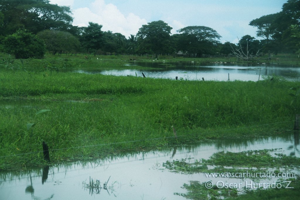 Landscape found on the river shore of the Magdalena river during rainy season