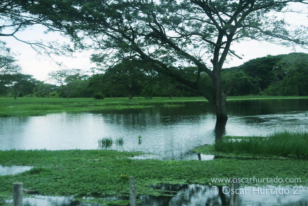 Beautiful large tree dominating the flooded landscape of the Magdalena river shore