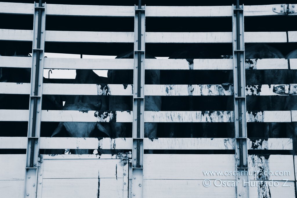Large group of cattle being transported in trucks across the Magdalena river
