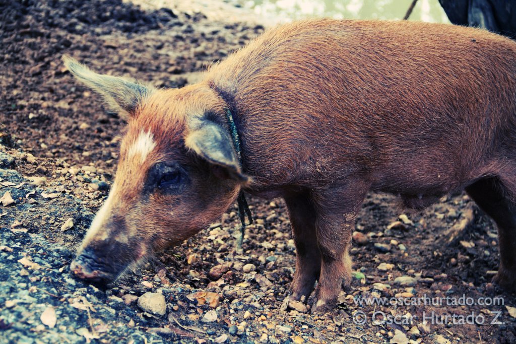 A pet pig goes around searching for anything to eat on the soil of the Magdalena river shore