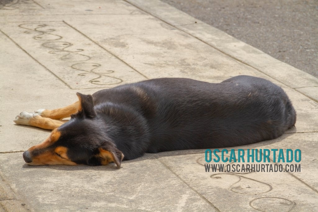One of many beautiful dogs seen lurking the streets of Salento, Quindío