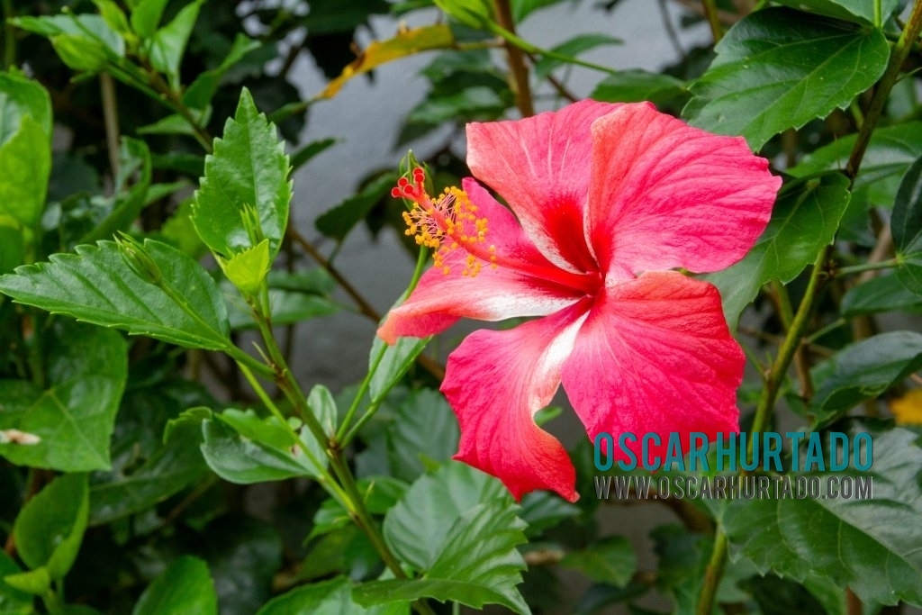 A beautiful example of the flowers you can find in my exotic country