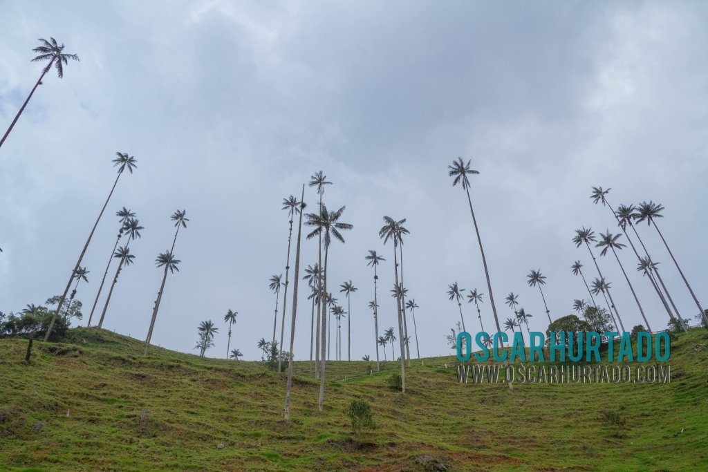 Wide view of the many wax palm trees that grow across the Cocora Valley landscape