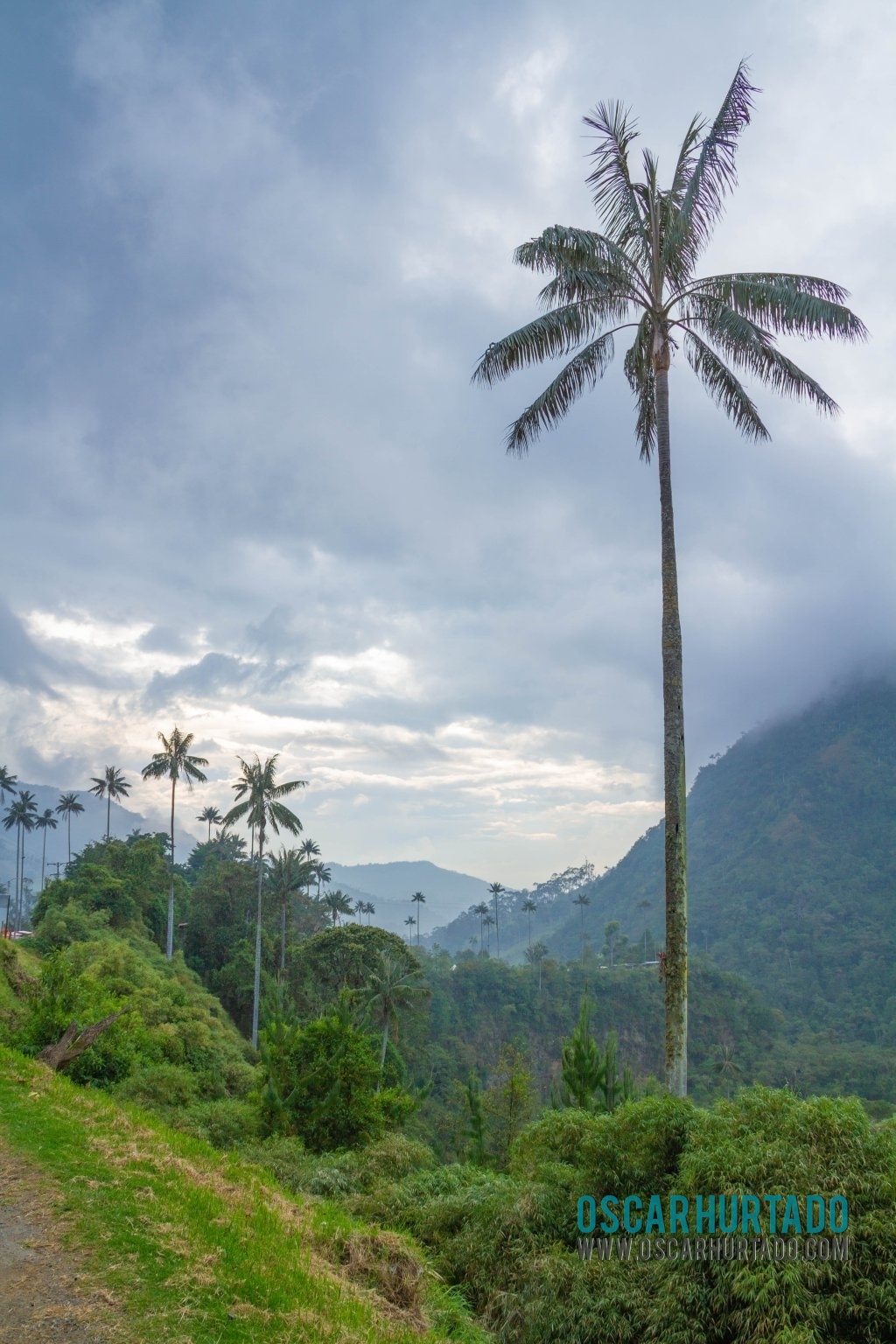 A beautiful example of one of the iconic wax palm trees that decorate the landscape in Cocora Valley