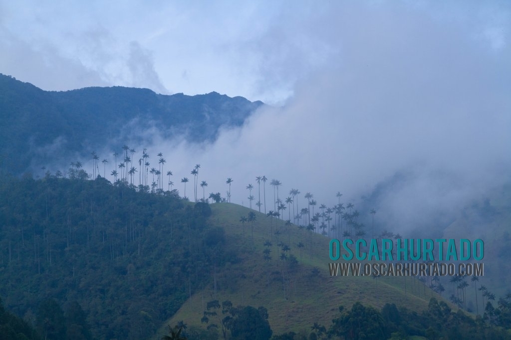 Fog covering the mountains in Cocora Valley and tinting the atmosphere with a mystical energy