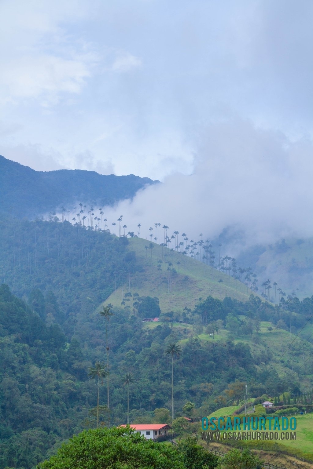 Typical Cocora Valley landscape with fog falling down the mountains and covering wax palm trees